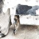 Шумоизоляция двигателя б/у для DAF DAF - 2